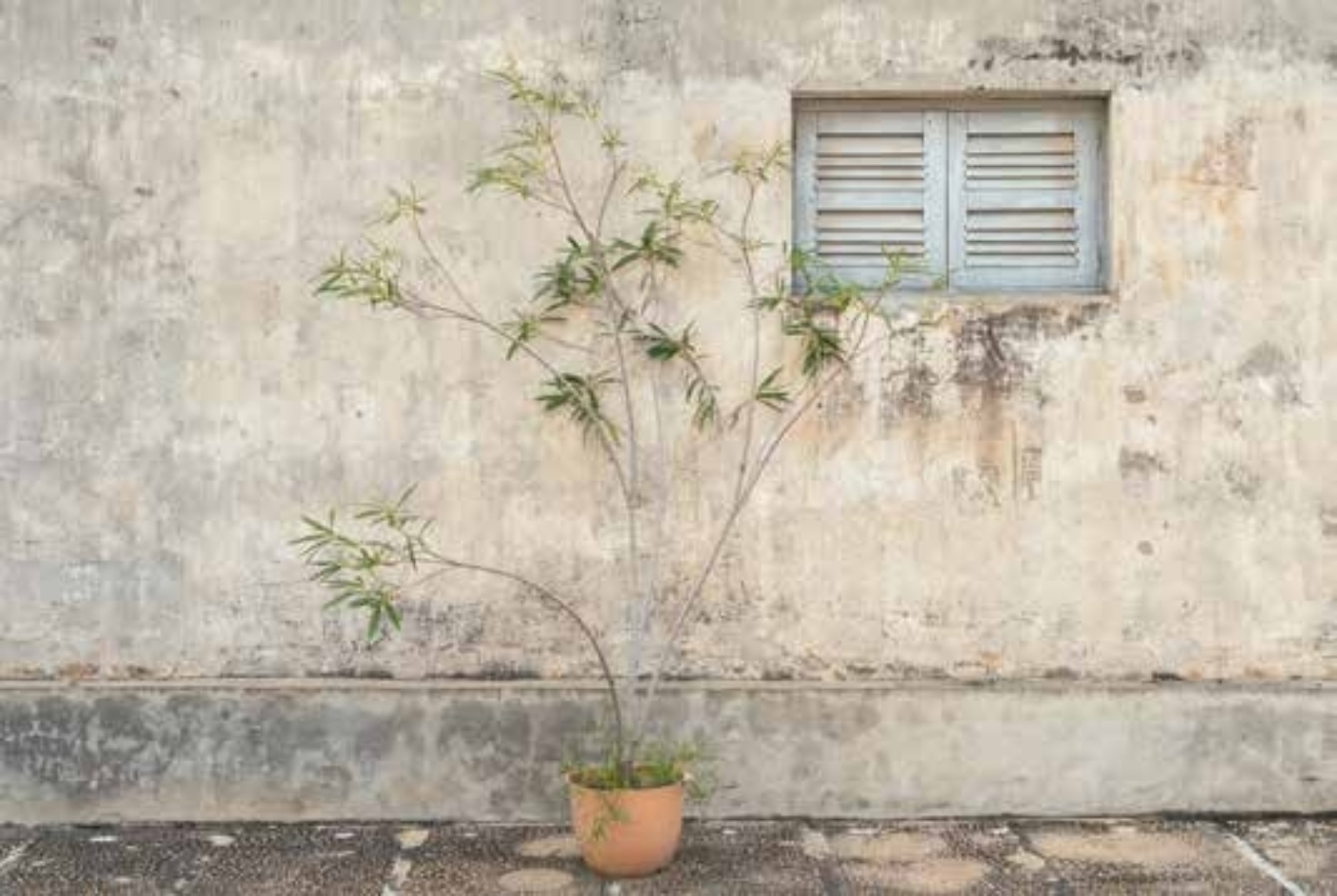 Pflanze im Tuol Sleng Museum