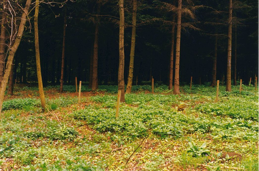 In Abständen von mehreren Metern dünne Baumstämme. Zwischen den Bäumen in größeren Abständen dünne Holzpfähle, die am oberen Ende eine rote Zahl tragen.