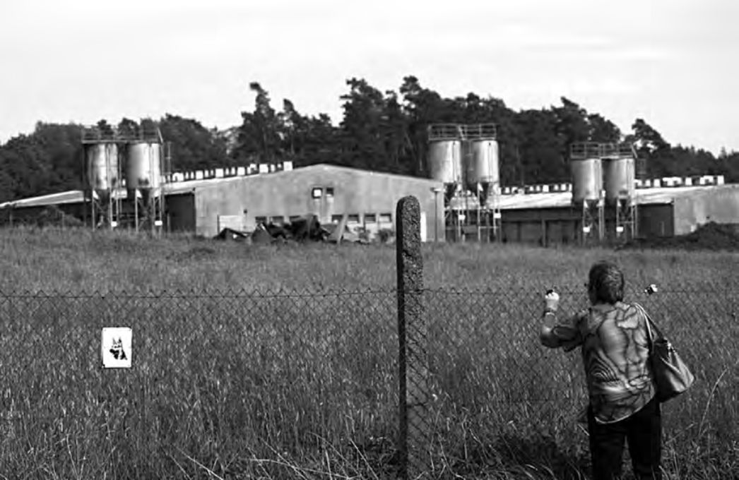Schwarz-Weiß-Foto des Schweinemasts auf dem ehemaligen KZ-Gelände in Lety