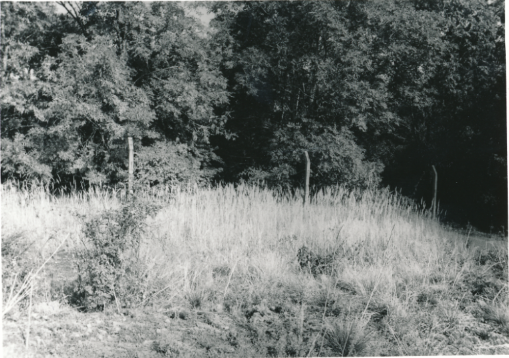 Zusehen ist eine mit Büschen und Gräsern überwuchte Fläche vor einem Wald. Aus dem hohen Gras ragen die Pfeiler der Zaunanlage empor.
