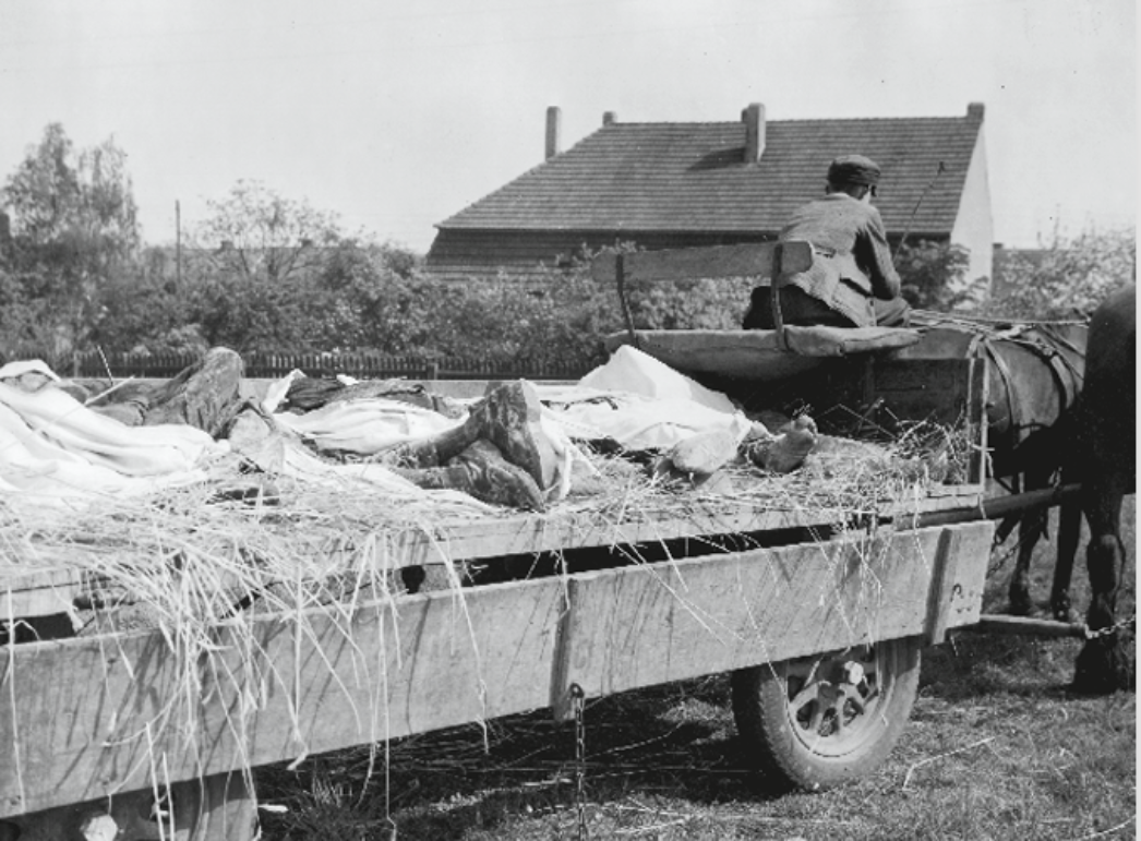 Ein schwarz-weißes Foto zeigt einen offenen Holzwagen, der von einem Pferd gezogen wird. Auf dem Wagen liegen mehrere Leichname von KZ-Häftlingen, teils mit Tüchern bedeckt, in Stroh gebettet. Ein Mann mit Mütze sitzt auf dem Wagenrücken und hält die Zügel. Im Hintergrund stehen Wohnhäuser mit Spitzdächern und ein Gartenzaun.