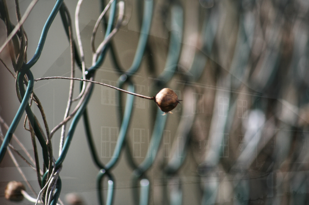 Nahaufnahme einer vertrockneten Pflanze, die sich durch einen grünen Maschendrahtzaun windet; im Hintergrund ist schemenhaft die Fassade eines Gebäudes mit Fenstern zu erkennen – die Bildwirkung ist durch eine Doppelbelichtung oder Spiegelung geprägt.