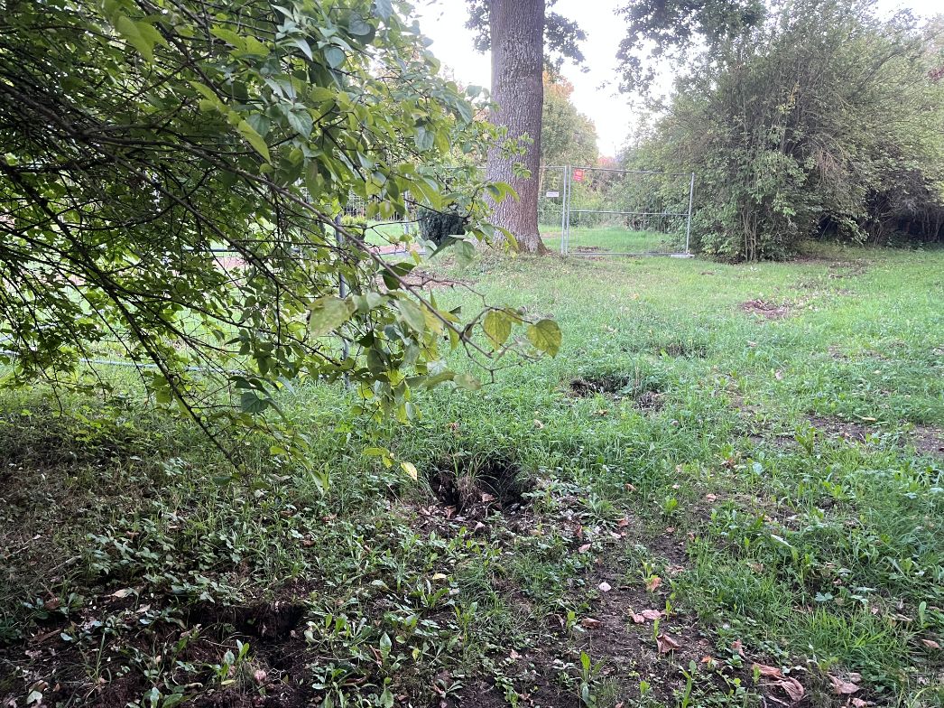 Grasbewachsene Fläche mit unebenem Boden und mehreren kleinen Vertiefungen oder Löchern im Vordergrund. Links ragt ein dichter Busch mit grünen Blättern ins Bild, dahinter stehen weitere Bäume. Im Hintergrund ist ein abgesperrter Bereich mit Bauzaun zu sehen, der auf Arbeiten oder Sicherungsmaßnahmen hinweist.